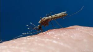 ΑΠΟΛΥΜΑΝΣΗ ΓΙΑ ΚΟΥΝΟΥΠΙΑ