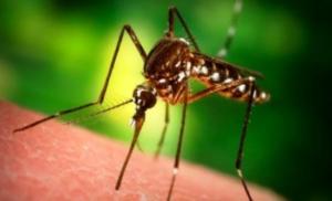 ΚΟΥΝΟΥΠΙ ΑΗΔΗΣ - ΚΟΥΝΟΥΠΙ ΑΝΩΦΕΛΗΣ - ΑΠΟΛΥΜΑΝΣΗ ΓΙΑ ΚΟΥΝΟΥΠΙΑ