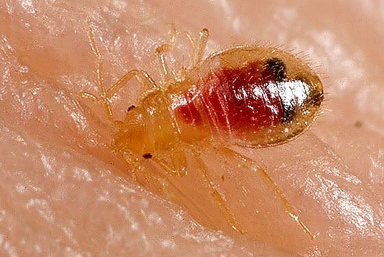 ΑΠΟΛΥΜΑΝΣΕΙΣ ΛΑΥΡΙΟ