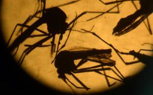 zika-virus-china