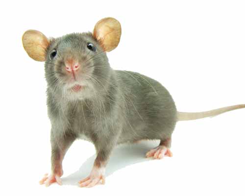 Hπατίτιδα Ε από ποντίκια