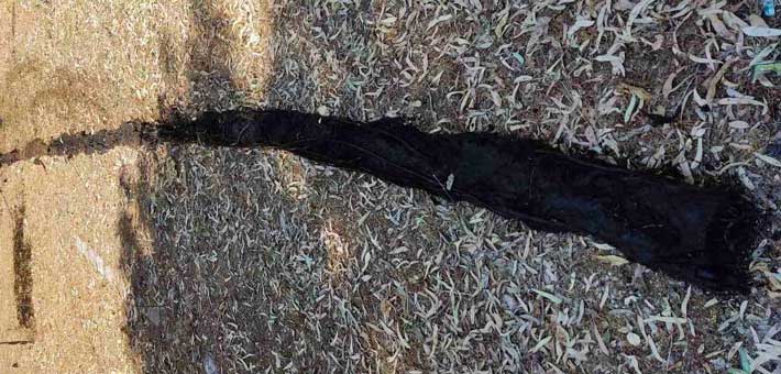 ΡΙΖΕΣ ΣΤΗΝ ΑΠΟΧΕΤΕΥΣΗ