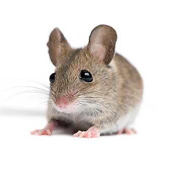 ΜΥΟΚΤΟΝΙΑ - Κοινός οικιακός ποντικός