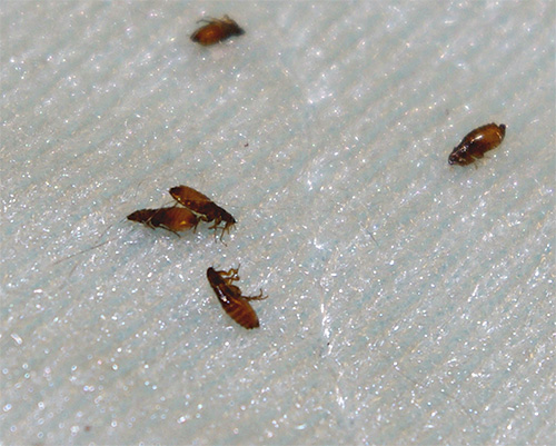 ΝΕΚΡΟΙ ΨΥΛΛΟΙ ΜΕΤΑ ΑΠΟ ΑΠΟΛΥΜΑΝΣΗ ΑΠΟ ΤΗΝ ΑΠΟΛΥΜΑΝΣΕΙΣ ΚΟΡΩΠΙ