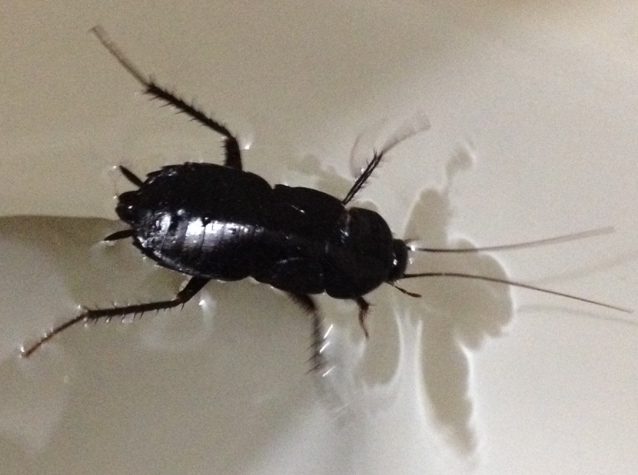 ΚΑΤΣΑΡΙΔΑ ΠΟΥ ΕΠΙΠΛΕΕΙ ΣΕ ΝΕΡΟ ΣΤΗ ΝΕΑΠΟΛΗ